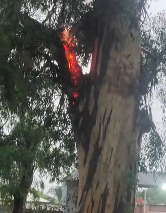 eucalipto incendiado